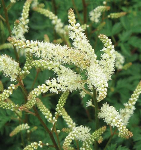 Dwarf Goatsbeard | Johnson's Nursery | KB