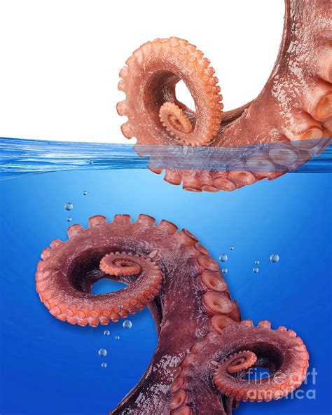 Octopus Arms. Photograph by W Scott McGill