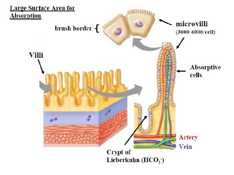 Small intestine SUCCUS ENTERICUS Small intestinal secretion Brunners