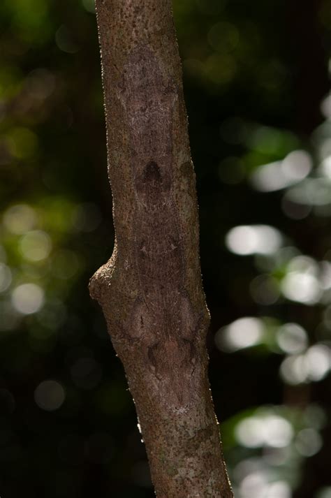 The Travelling Taxonomist - Meet Uroplatus garamaso, a new leaf-tailed ...