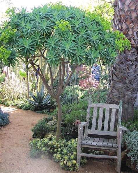 Pin on small backyard ideas | Drought tolerant landscape, California landscaping, Drought ...