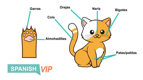 Top Spanish Cat Names: Purr-fect Picks for Your Feline Friend