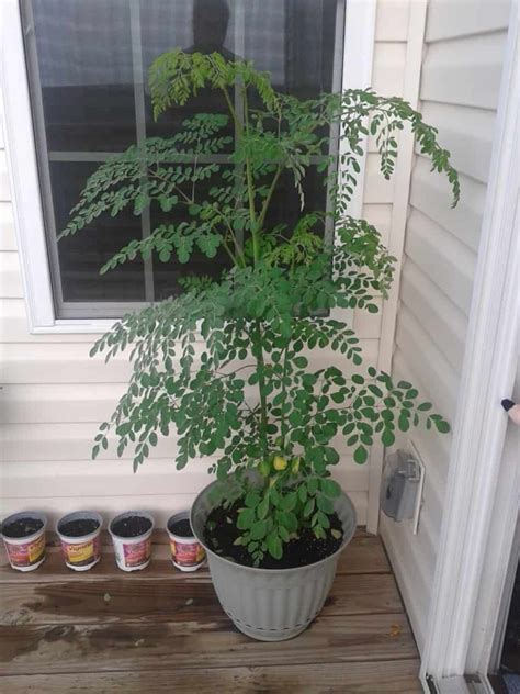 How to Grow a Moringa Tree (and why you should) – M.D. Creekmore Luxury ...