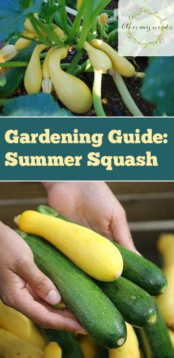 Gardening Guide: Summer Squash ~ Bless My Weeds