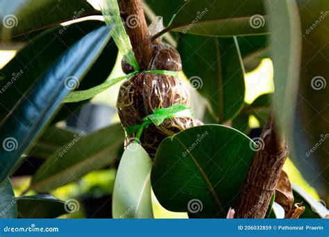 Indian Rubber Tree Roots Derived from the Propagation by Graft. Rubber ...