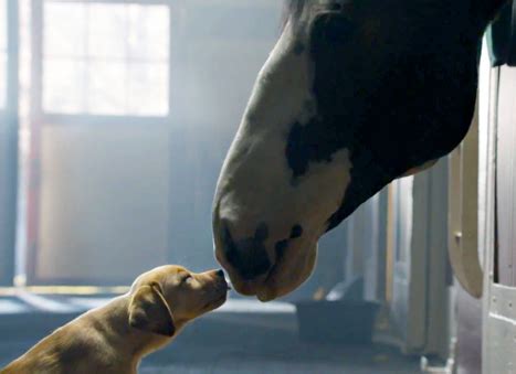 Budweiser "Puppy Love" Super Bowl Commercial: Watch Best Buds Ad Now!