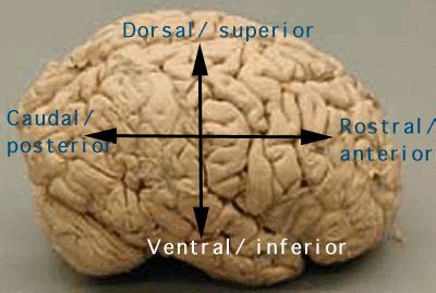 Basic Brain Info