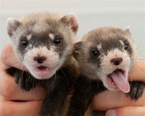 Baby ferrets | Funny Ferrets | Pinterest