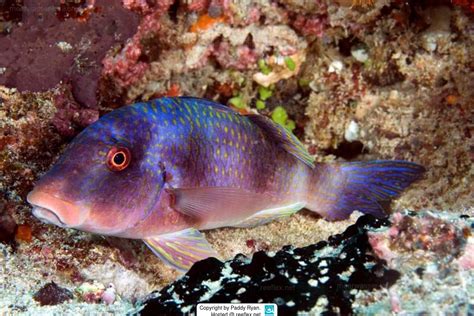 Parupeneus trifasciatus Indian Doublebar Goatfish, Two Barred Goatfish ...