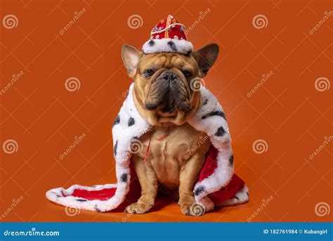 Dog French Bulldog in King Costume on Bright Orange Isolated Background ...