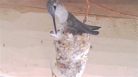 Hummingbird Nesting Material - YouTube