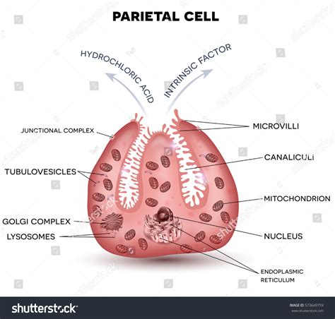 360 Parietal Cell Images, Stock Photos & Vectors | Shutterstock