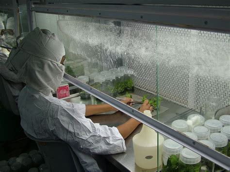 Plant Tissue Culture Lab Setup, टेस्टिंग लेबोरेटरीज, टेस्टिंग ...