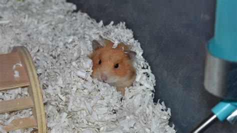 What Is The Best Paper Bedding For Hamsters - Bedding Design Ideas