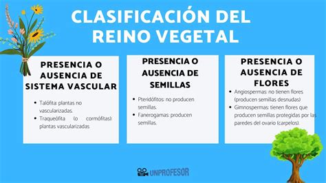 Características Del Reino Vegetal: Un Resumen Completo | En Pocas Palabras