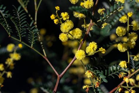 What You Should Know About Australia's National Flower: Golden Wattle