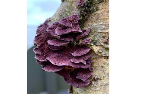 12 Types of Purple Mushrooms | Try Green Recipes