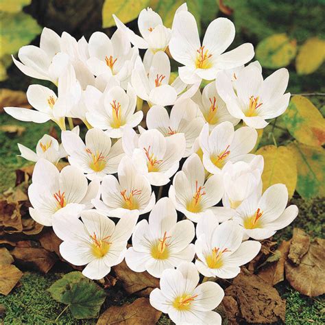 Fall White Crocus - Discover Our Fall Crocus Bulbs | Breck's