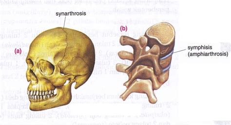 The Structure of Joint and Various Types of Joint’s Shape In Human Joint ~ New Science Biology