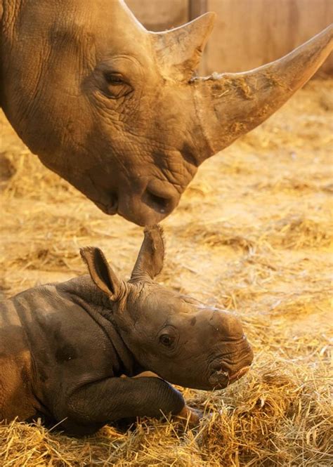 Adorable Baby Rhino Born at Copenhagen Zoo in Denmark