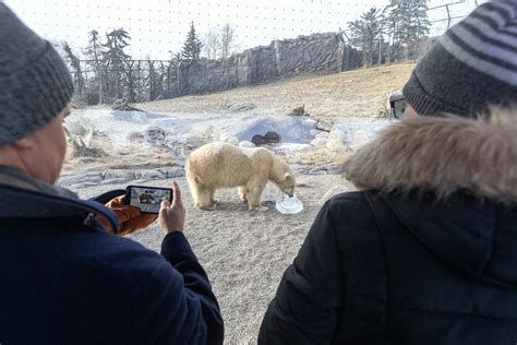 Calgary Zoo Wild Canada | LiveWire Calgary