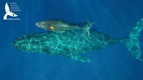 Researchers share photos of Maui humpback whales nursing calves | Honolulu Star-Advertiser