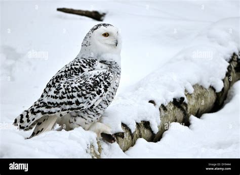 Snowy owl arctic owl owl owls Nyctea scandiaca night birds birds bird Stock Photo: 68427636 - Alamy