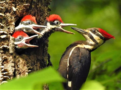 10 Woodpecker Species Birders Should Know - Birds and Blooms