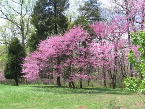 Ornamental Trees