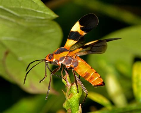 You Eat What You Are - Shoal Creek Conservancy