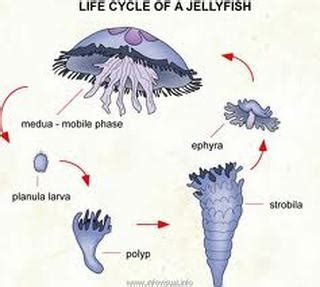 Jellyfish - Reproduction in the Animal Kingdom