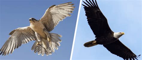 Falcon vs. Eagle: What’s the Difference? (With Pictures) - Optics Mag