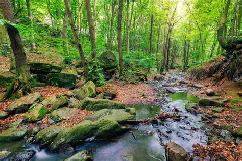 Green forest creek, stream of the Alps mountains. Beautiful water flow ...