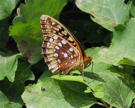 Great Spangled Fritillary | An Ozark Naturalist