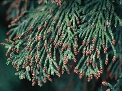 Port Orford Cedar: Rare Conifer with Unique Foliage