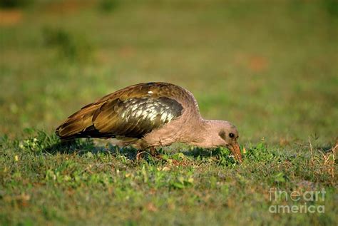 Hadeda Ibis Photograph by Peter Chadwick/science Photo Library - Fine ...