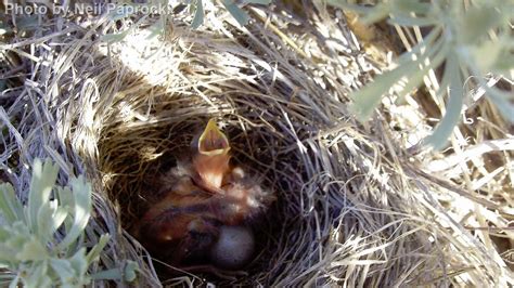 Green-tailed Towhee - East Cascades Audubon Society