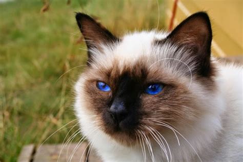 Cat Lucky: Birman Cat Breed