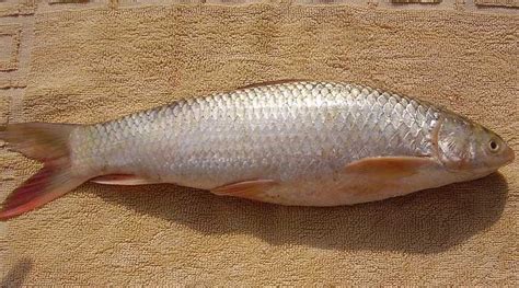 Preserving India’s ‘gold fish’ Mahseer, one of the 20 mega fishes of the world | Good News News ...