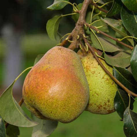 Comice Pear Tree | Gurney's Seed & Nursery Co.