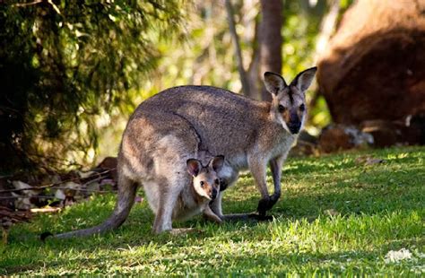 The Toolache Wallaby | Nocs Provisions