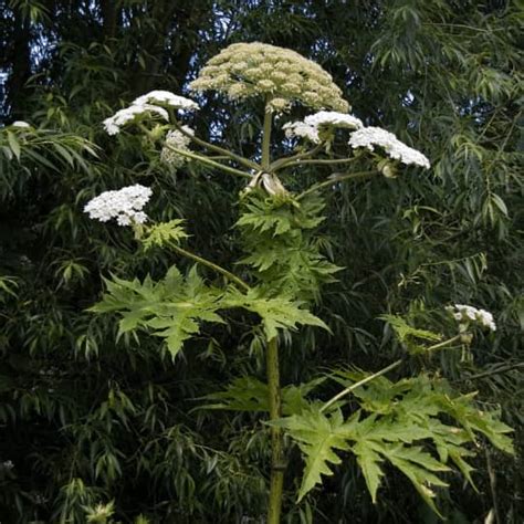 Giant Hogweed Treatment