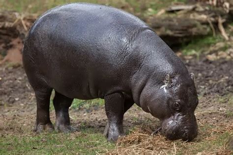 Pygmy Hippo: 16 Fun Facts About This Dwarf Species