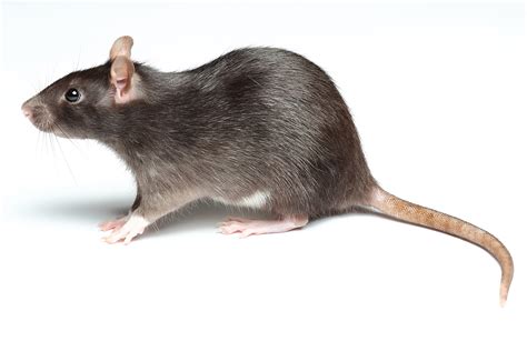 How to Get Rid of Rats - Rat Killer Products & Supplies