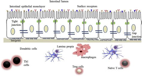 Schematic diagram showing an intestinal epithelial monolayer.... | Download Scientific Diagram