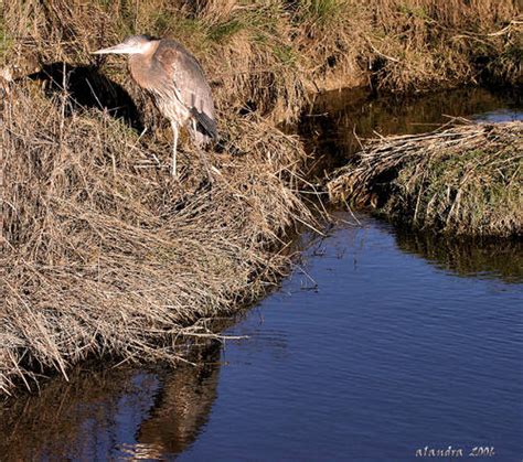 Reflection of a Great Blue Heron - natural habitat