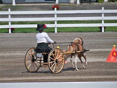 mini pony cart | Mini horse, Miniature horse, Mini horse cart