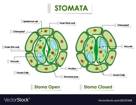 Diagram showing stomata on white background illustration. Download a Free Preview or High ...