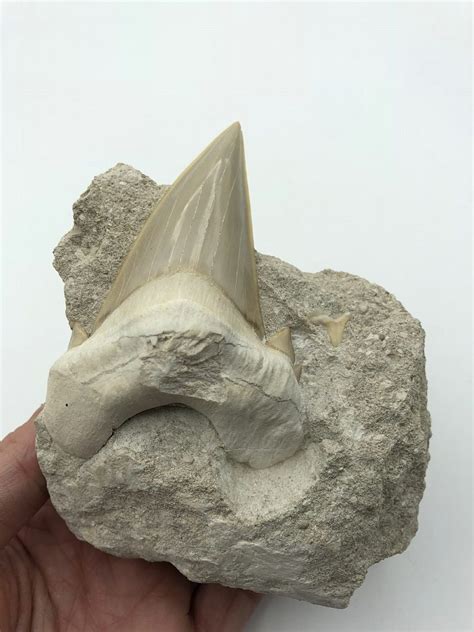 Shark Tooth - Otodus obliquus - 85 mm (Morocco) - Natural History Curiosities