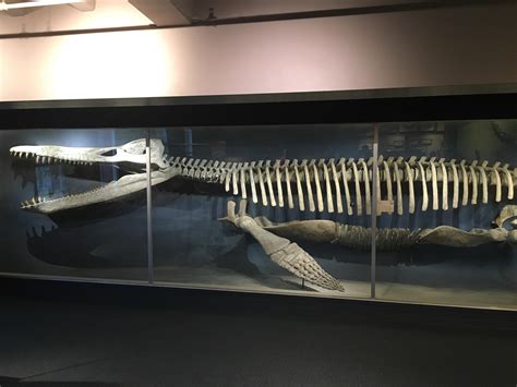 40-foot Kronosaurus skeleton at Harvard Museum of natural history : r ...